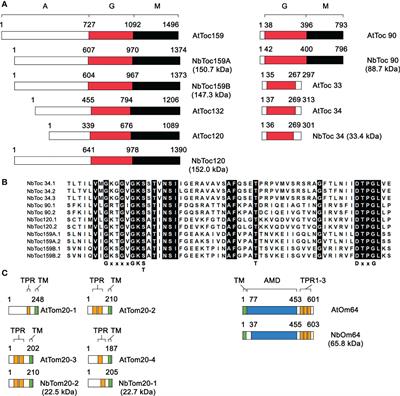 Molecular characterization, targeting and expression analysis of chloroplast and mitochondrion protein import components in Nicotiana benthamiana